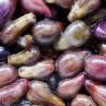 Grape Seed